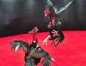 Giải Quyết Vấn Đề Nâng Cao & Lời Khuyên Từ Trang chủ Bj38