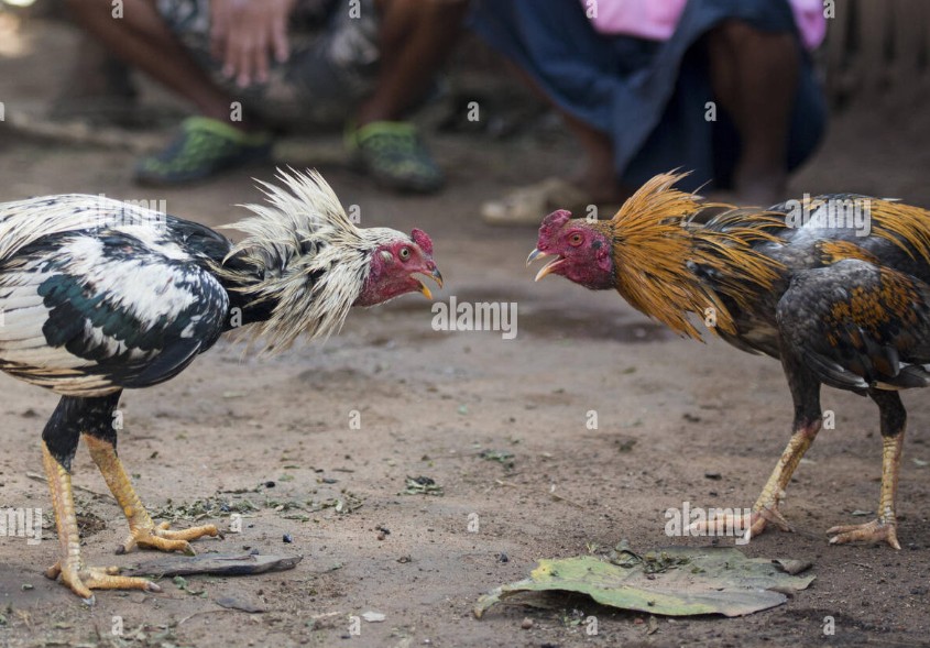 Những lưu ý quan trọng khi chữa mốc cho gà